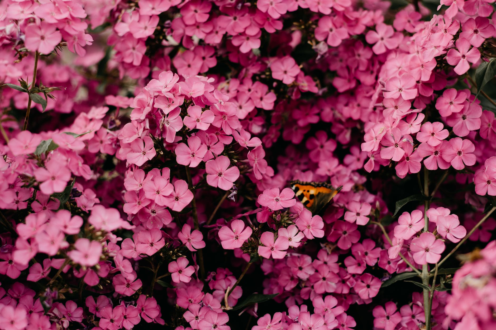 close up photography of pink flowers